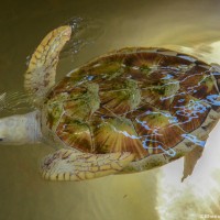 <i>Chelonia mydas</i> Linnaeus, 1758